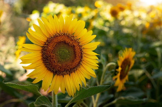 Sunflowers are Dubai’s Hottest Summer Gift