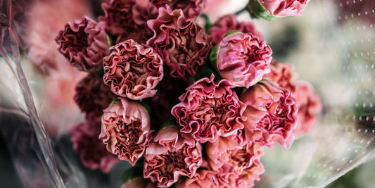 Begin the year with Carnations, the January Flowers