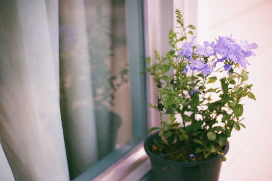 Decorate your Home with Delphiniums this July