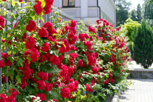 June is the Month of Roses – What They Really Mean